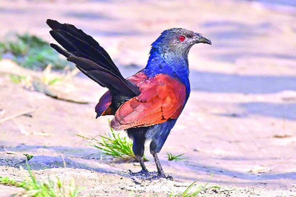 সুলভ আবাসিক বড় কুবো