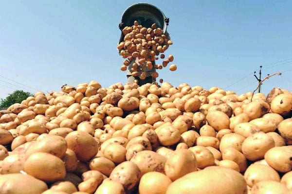 ভয় নিয়েই আলু চাষে কৃষক