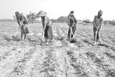 লোকসানের বোঝা নিয়েই আবার আলু আবাদ