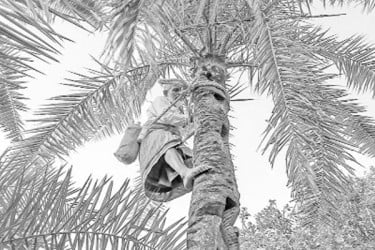 রাজশাহীতে ২০০ কোটি টাকার খেজুর গুড় বিক্রির সম্ভাবনা