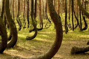 যে বনে এলিয়েন নামে!