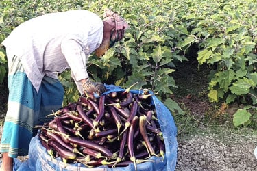 মানিকগঞ্জে বেগুন চাষে কৃষকদের আগ্রহ বাড়ছে