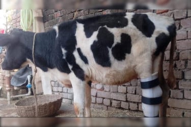 কৃত্রিম পা লাগিয়ে আপাতত সুস্থ সেই গৌরী