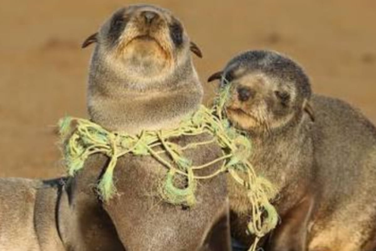 প্লাস্টিকে সামুদ্রিক প্রাণীদের সর্বনাশ!