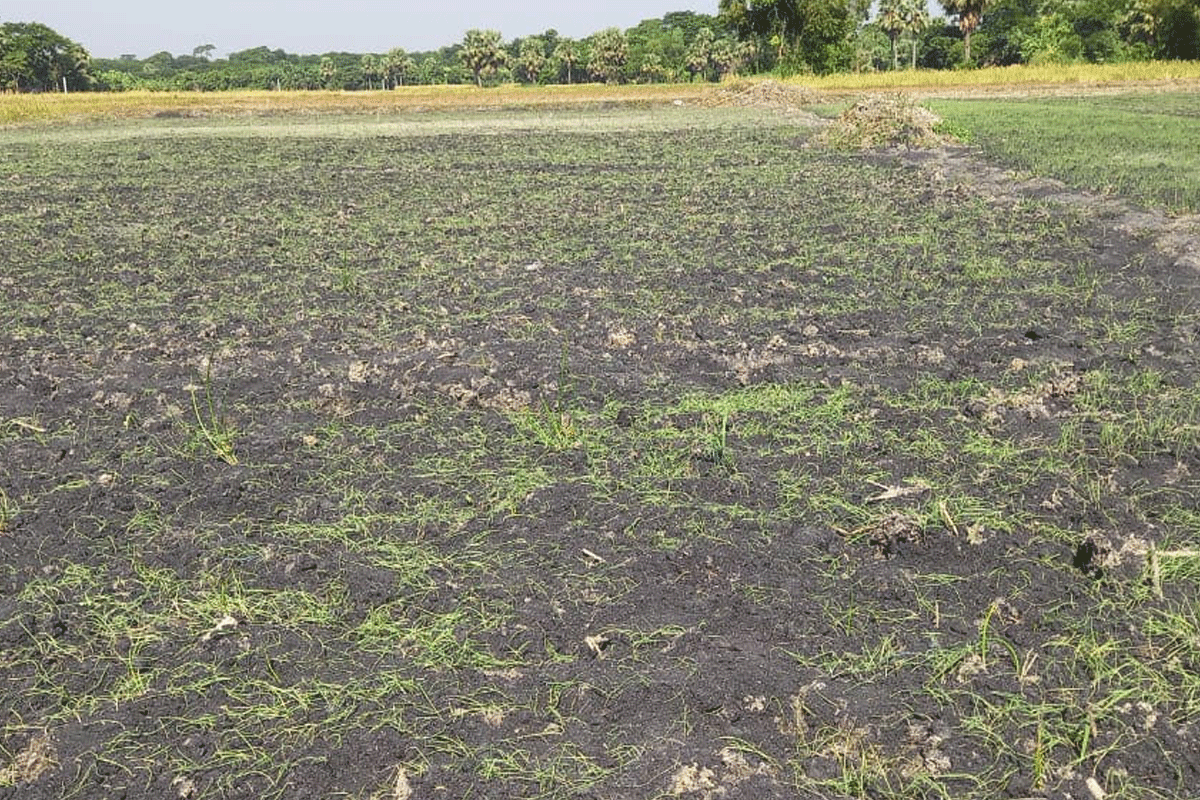 গোপালগঞ্জে বিষ প্রয়োগে পেঁয়াজের এক বিঘা বীজতলা নষ্টের অভিযোগ