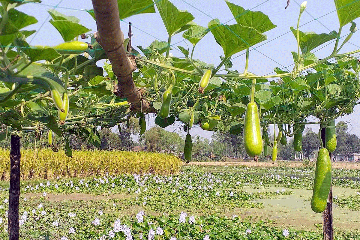 ইছামতি নদীতে ভাসমান বাগান, সবজি চাষে সফল মোস্তাকিম