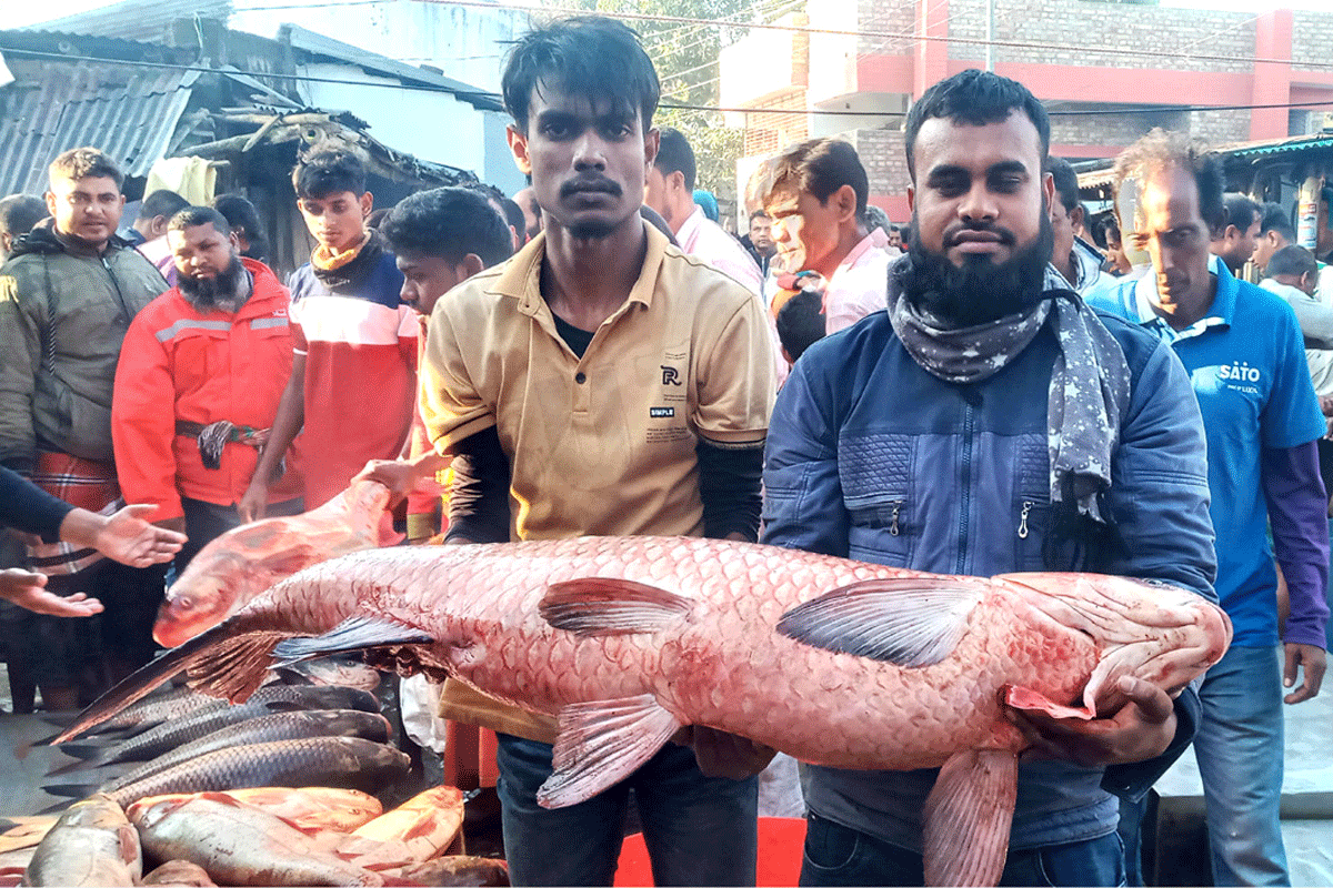 নবান্নকে ঘিরে বগুড়ায় ঐতিহ্যবাহী মাছের মেলা