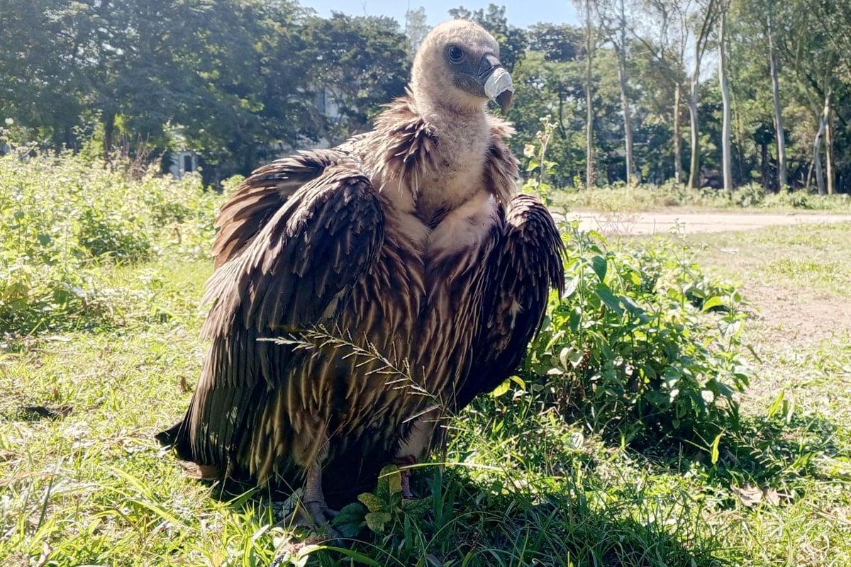 রংপুরে ‘ক্লান্ত হিমালয়’ গৃধিনী শকুন উদ্ধার