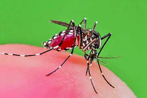 ডেঙ্গুতে আক্রান্ত ৮৭ হাজার ছুঁইছুঁই