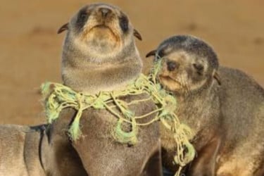 প্লাস্টিকে সামুদ্রিক প্রাণীদের সর্বনাশ!