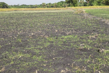 গোপালগঞ্জে বিষ প্রয়োগে পেঁয়াজের এক বিঘা বীজতলা নষ্টের অভিযোগ
