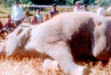 উখিয়ায় বৈদ্যুতিক ফাঁদে বন্যহাতির মৃত্যু