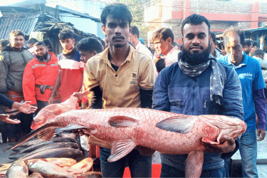 নবান্নকে ঘিরে বগুড়ায় ঐতিহ্যবাহী মাছের মেলা