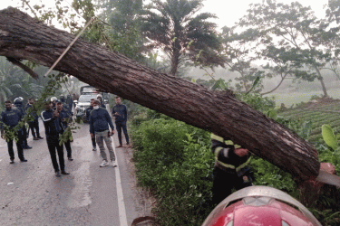 আবারও ঢাকা-বরিশাল মহাসড়কে গাছ ফেললো দুর্বৃত্তরা