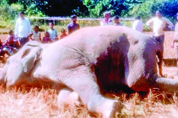 উখিয়ায় বৈদ্যুতিক ফাঁদে বন্য হাতির মৃত্যু