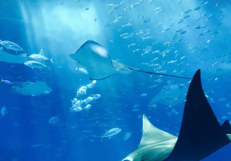 বলিভিয়ার ছোট পুকুরে বিরল মাছের সন্ধান