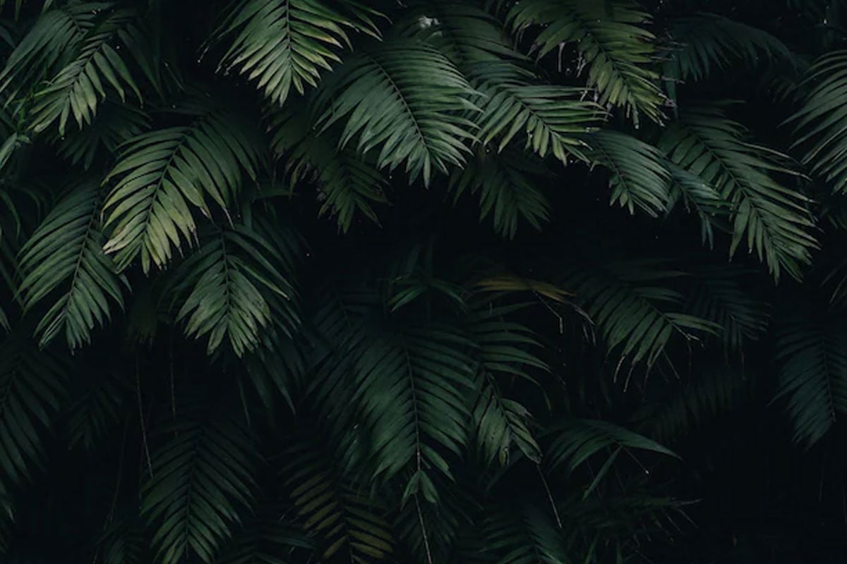 ফার্ন গাছেই তৈরি হচ্ছে ‘রেয়ার আর্থ’, চমকপ্রদ আবিষ্কার বিজ্ঞানীদের