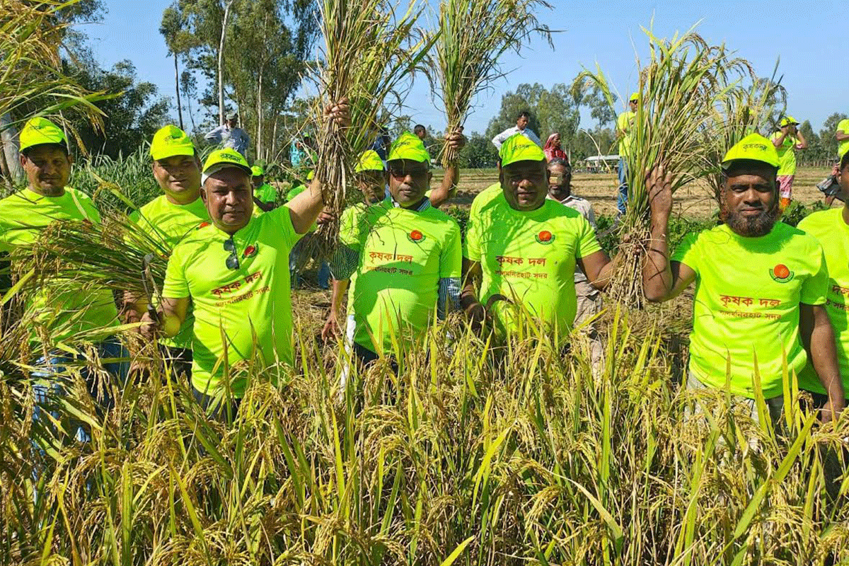 লালমনিরহাটে কৃষকের পাকা ধান কেটে দিল জেলা কৃষকদল
