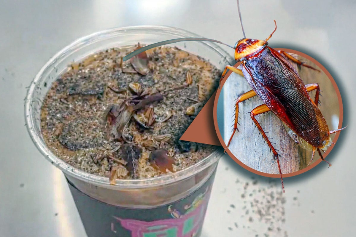 চীনা জাদুঘরে মিলছে তেলাপোকা ও পিঁপড়ার কফি