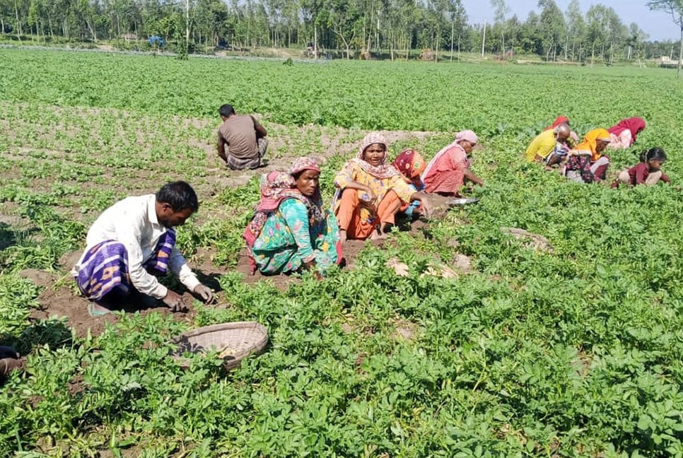 নীলফামারীতে নতুন আলু উত্তোলন