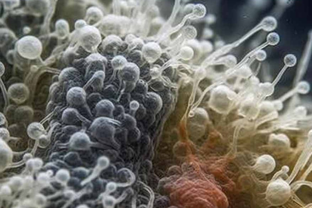 পৃথিবীতে প্রাণের প্রাচীনতম নিদর্শন আবিষ্কার!