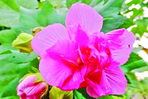 রং বদলাচ্ছে স্থলপদ্ম