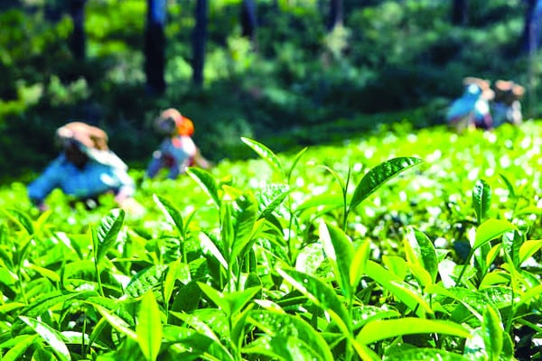 মান ঠিক রাখতে গিয়ে কমেছে উৎপাদন