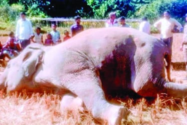 উখিয়ায় বৈদ্যুতিক ফাঁদে বন্য হাতির মৃত্যু