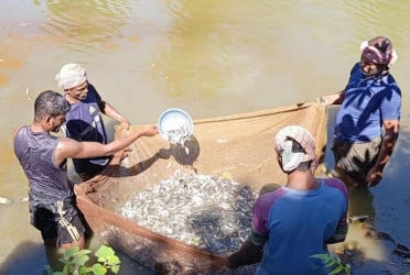 পোনা চাষে মাসে লাখ টাকা আয় বিশ্বনাথের দিলদারের