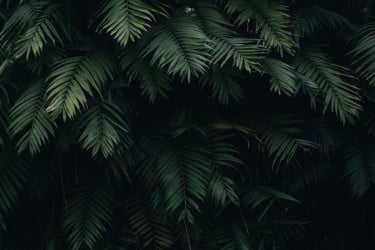 ফার্ন গাছেই তৈরি হচ্ছে ‘রেয়ার আর্থ’, চমকপ্রদ আবিষ্কার বিজ্ঞানীদের