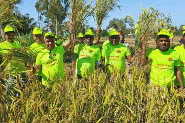 লালমনিরহাটে কৃষকের পাকা ধান কেটে দিল জেলা কৃষকদল