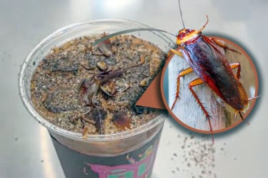 চীনা জাদুঘরে মিলছে তেলাপোকা ও পিঁপড়ার কফি