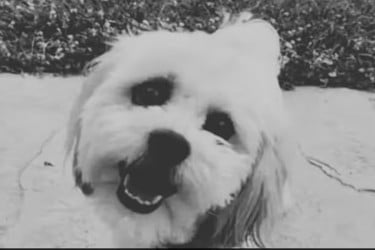 অন্ধ কুকুরকে গুলি, কোটি টাকা ক্ষতিপূরণ পাচ্ছেন মালিক