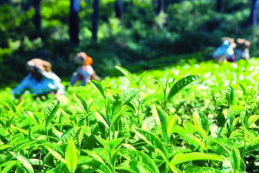 মান ঠিক রাখতে গিয়ে কমেছে উৎপাদন