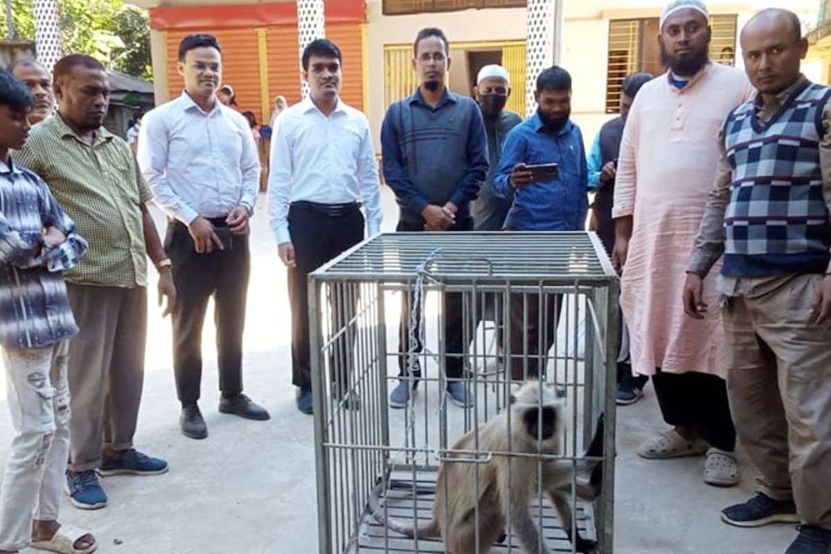 চিড়িয়াখানায় ঠাঁই হলো সেই মুখপোড়া হনুমানের