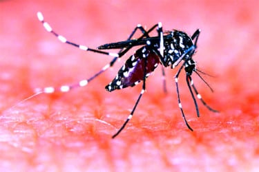 মৃত্যু বাড়ছেই ডেঙ্গুতে