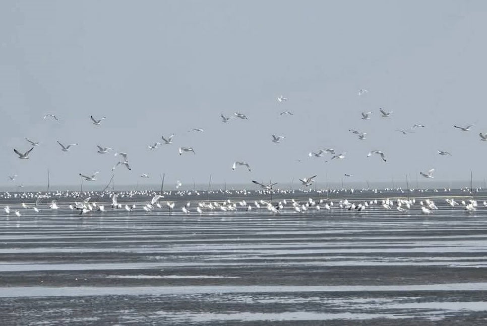 অতিথি পাখির কলকাকলিতে মুখরিত চর বিজয়