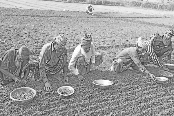 সারের কৃত্রিম সংকটে উৎকণ্ঠায় চাষি