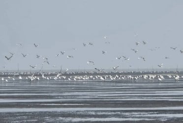 অতিথি পাখির কলকাকলিতে মুখরিত চর বিজয়