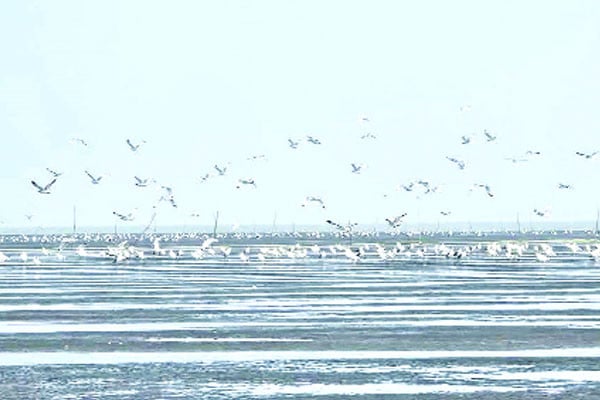 অতিথি পাখির কলকাকলিতে মুখর চরবিজয়