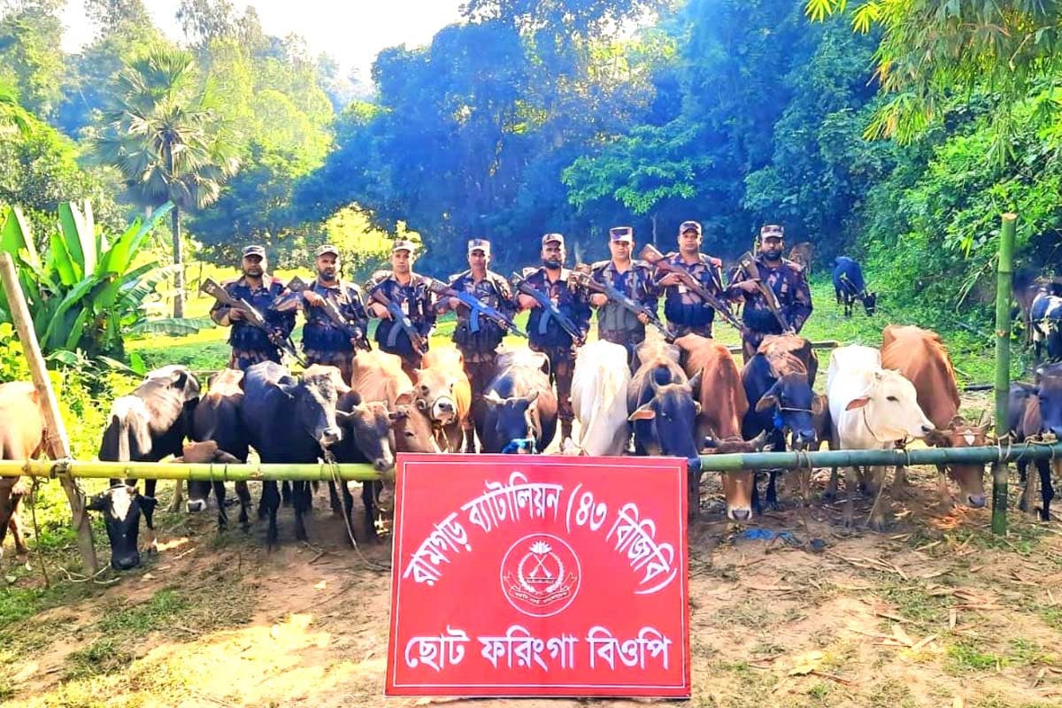 মিরসরাইয়ে বিজিবির অভিযানে ভারতীয় ৩১ গরু আটক
