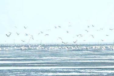 অতিথি পাখির কলকাকলিতে মুখর চরবিজয়