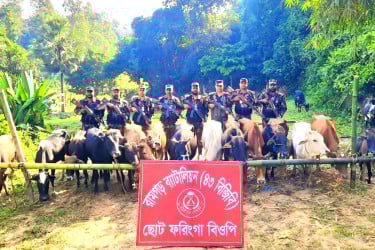 মিরসরাইয়ে বিজিবির অভিযানে ভারতীয় ৩১ গরু আটক
