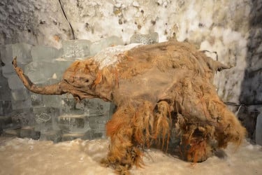 সাইবেরিয়ার বরফে মিলল ৪০ হাজার বছরের প্রাচীন আরএনএ