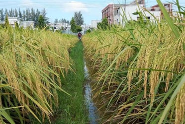 গোপালগঞ্জে নতুন আলো ব্রি ধান ১০৩