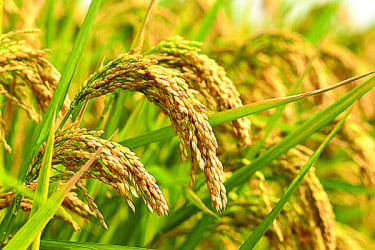 রংপুরে ধানের দাম নিয়ে চিন্তিত কৃষক