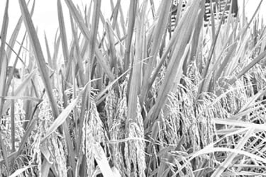 ব্রি-১০৩ আবাদে ঝুঁকেছেন কৃষক