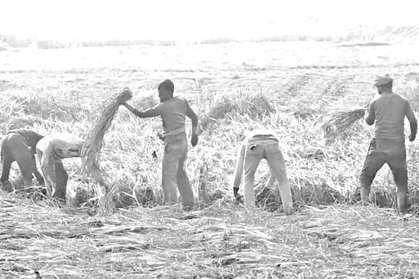 মাথায় হাত আমন চাষির