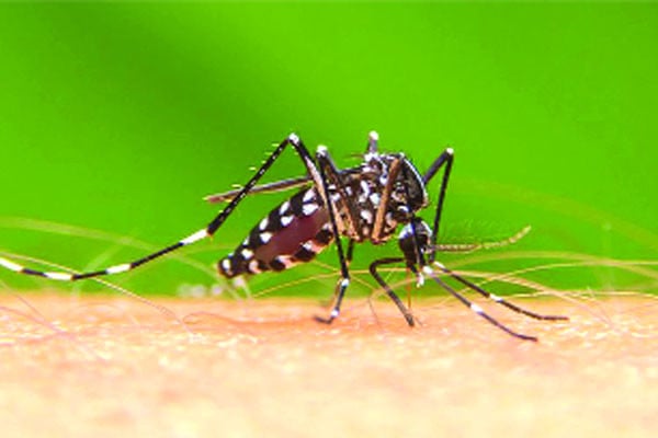 ডেঙ্গুতে আরও আটজনের মৃত্যু