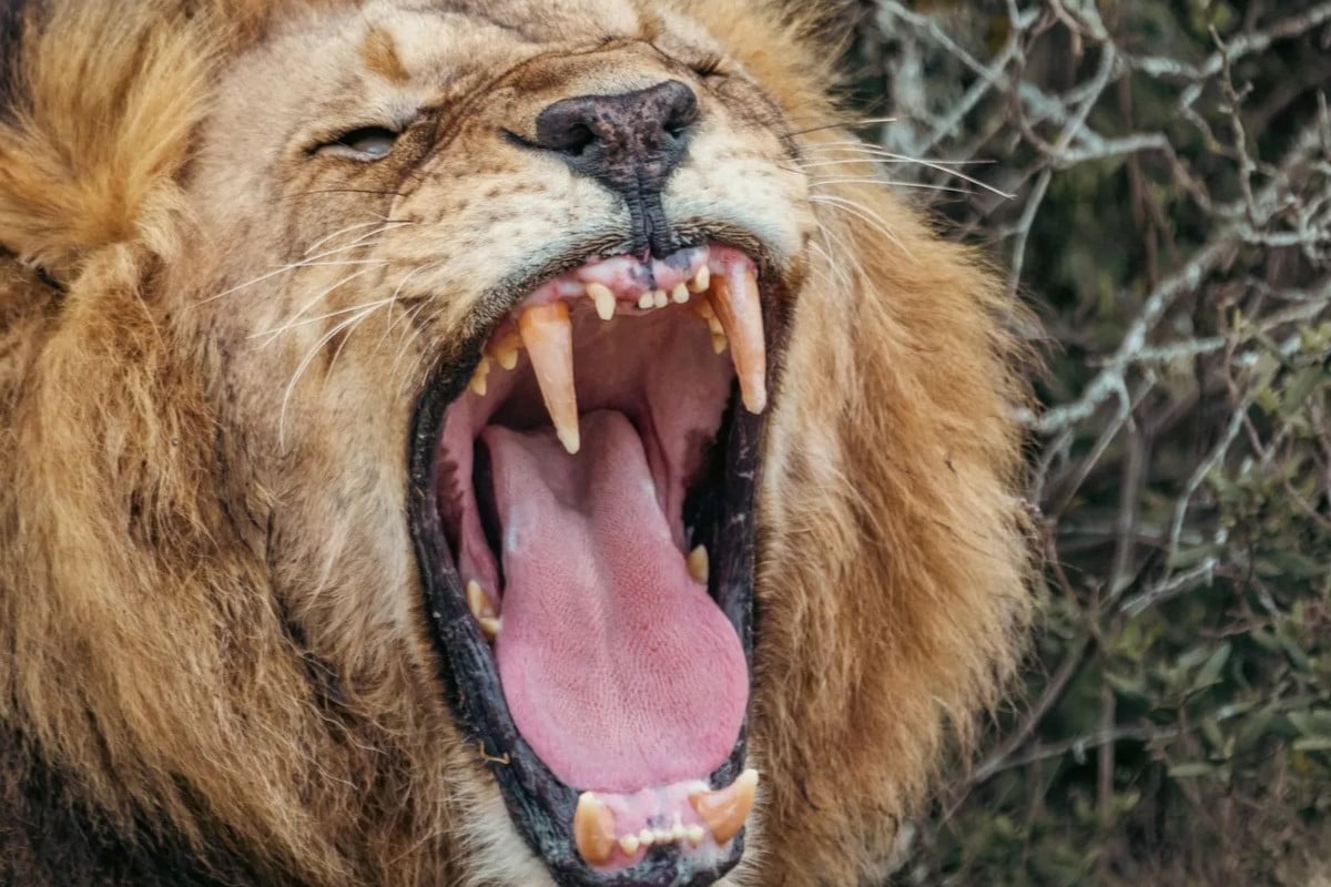 সিংহের নতুন গর্জনভঙ্গি আবিষ্কার করলেন বিজ্ঞানীরা